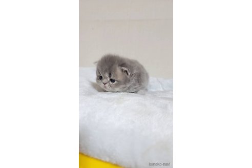 成約済の長野県のエキゾチックショートヘア-91471の3枚目