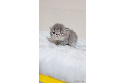 成約済の長野県のエキゾチックショートヘア-91471の4枚目