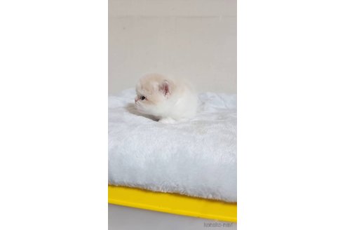 成約済の長野県のエキゾチックショートヘア-91474の3枚目