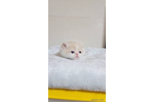成約済の長野県のエキゾチックショートヘア-91474の2枚目