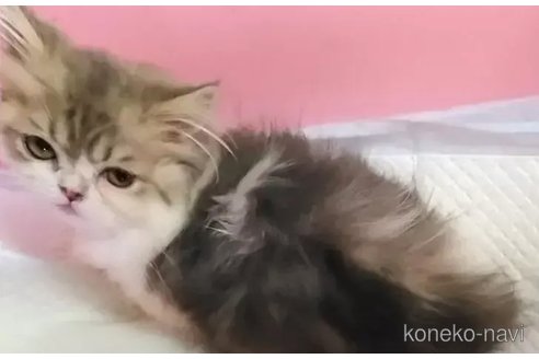 成約済の京都府のマンチカン(短足)-91484の5枚目