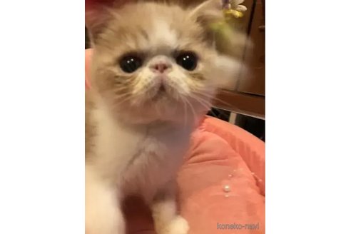 成約済の京都府のエキゾチックショートヘア-91488の4枚目