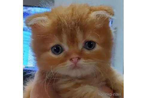 成約済の愛知県のスコティッシュフォールド(折れ耳)-91506の5枚目