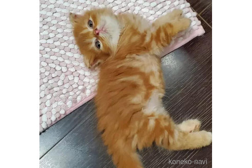 成約済の愛知県のスコティッシュフォールド(折れ耳)-91506の6枚目