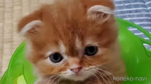 成約済の愛知県のスコティッシュフォールド(折れ耳)-91506の1枚目