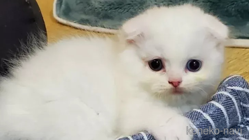 成約済の愛知県のスコティッシュフォールド(折れ耳)-91507の1枚目