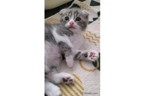 成約済の愛知県のスコティッシュフォールド(折れ耳)-91509の4枚目