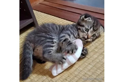 成約済の愛知県のスコティッシュフォールド(折れ耳)-91510の5枚目