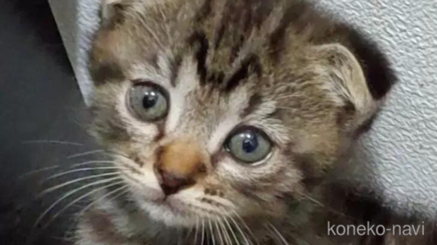 成約済の愛知県のスコティッシュフォールド(折れ耳)-91510の1枚目