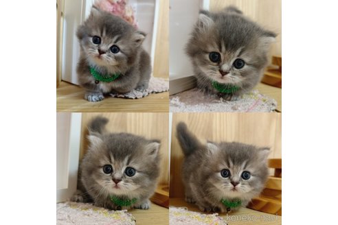 成約済の長野県のマンチカン(短足)-91511の4枚目