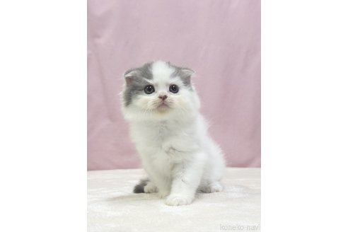 成約済の埼玉県のスコティッシュフォールド-90956の3枚目