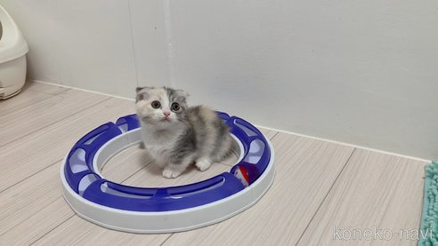 成約済の福岡県のマンチカン(短足)-91530の2枚目