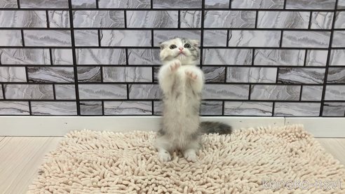 成約済の福岡県のマンチカン(短足)-91530の3枚目