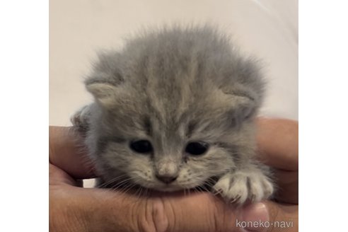 成約済の兵庫県のブリティッシュロングヘア-91532の8枚目