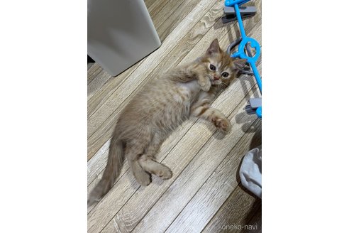 成約済の埼玉県のミックス-91538の9枚目