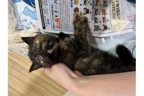 成約済の埼玉県のミックス-91539の7枚目