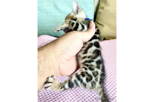 成約済の東京都のベンガル-91543の31枚目