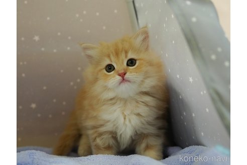 成約済の千葉県のサイベリアン-91587の7枚目