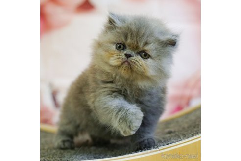成約済の千葉県のエキゾチックショートヘア-91589の5枚目