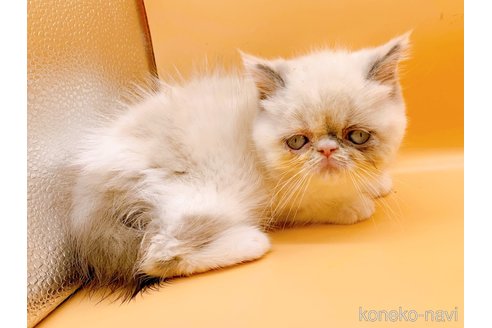 成約済の東京都のエキゾチックショートヘア-91617の4枚目