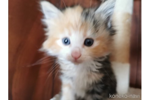 成約済の兵庫県のノルウェージャンフォレストキャット-91620の8枚目