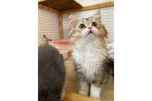 成約済の三重県のスコティッシュフォールド-91621の10枚目
