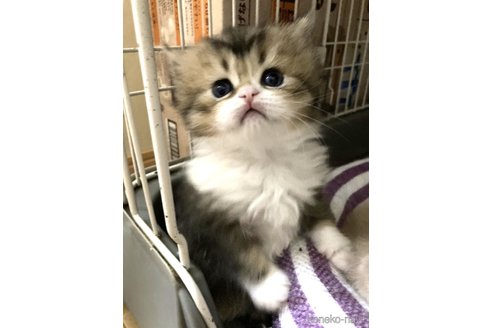 成約済の三重県のスコティッシュフォールド-91621の8枚目