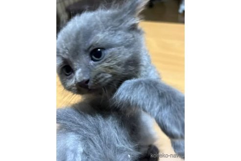 成約済の群馬県のスコティッシュフォールド-91628の2枚目