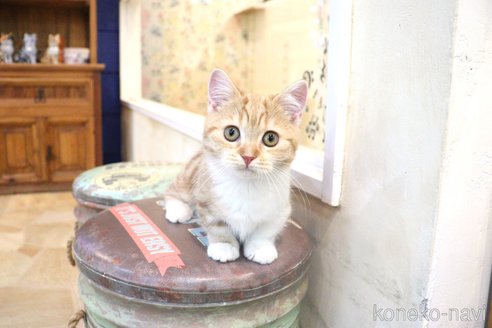 成約済の大阪府のミヌエット(短足)-86463の3枚目