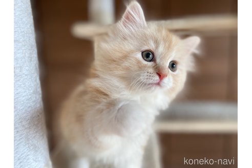大只今特別値下げ中 復刻版 マイセン写し招き猫 [大] - メルカリ