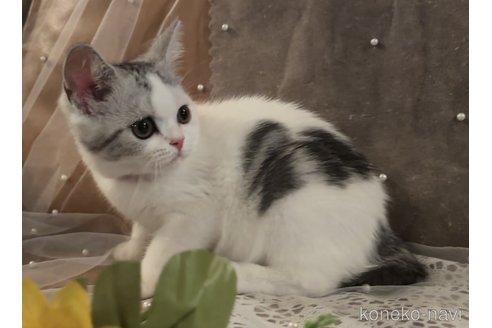 成約済の埼玉県のスコティッシュフォールド-88825の4枚目