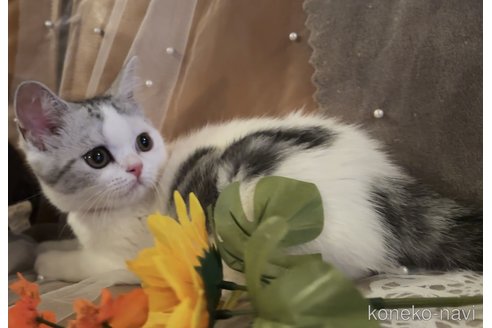 成約済の埼玉県のスコティッシュフォールド-88825の3枚目