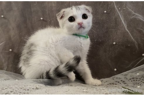 成約済の埼玉県のスコティッシュフォールド-88826の3枚目