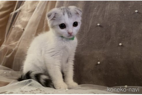 成約済の埼玉県のスコティッシュフォールド-88826の2枚目