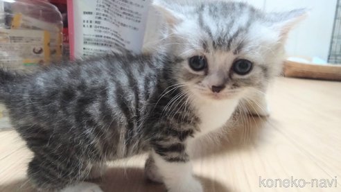 成約済の愛知県のミヌエット-91672の5枚目