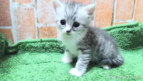 成約済の愛知県のミヌエット-91672の3枚目