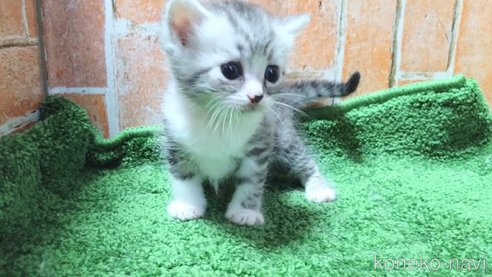 成約済の愛知県のミヌエット-91672の2枚目