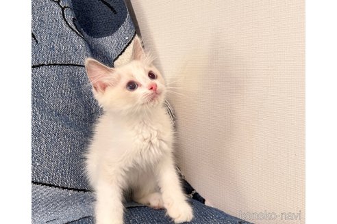 成約済の大阪府のラグドール-87485の5枚目