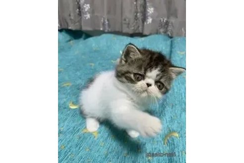 成約済の茨城県のエキゾチックショートヘア-91694の6枚目