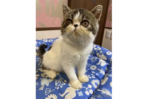 成約済の茨城県のエキゾチックショートヘア-91694の4枚目