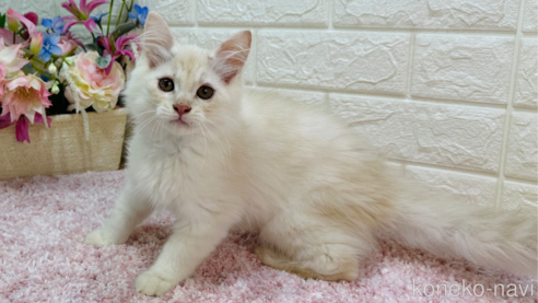 成約済の東京都のマンチカン-86656の1枚目