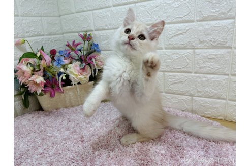 成約済の東京都のマンチカン-86656の2枚目