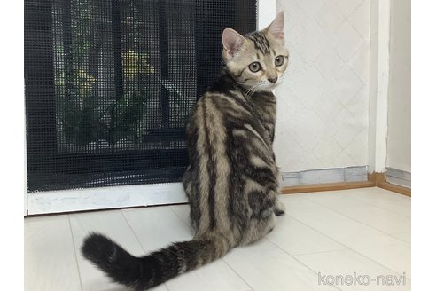 成約済の群馬県のマンチカン-91724の3枚目