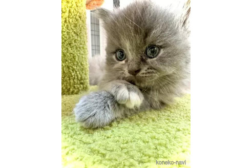 成約済の三重県のブリティッシュショートヘア-91743の4枚目