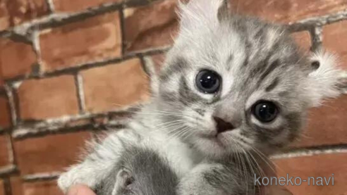 成約済の大阪府のキンカロー-91746の1枚目