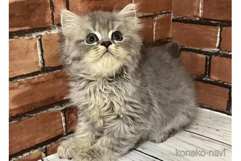 成約済の大阪府のブリティッシュロングヘア-91748の3枚目