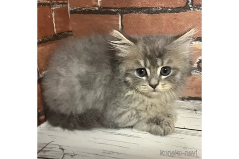 成約済の大阪府のブリティッシュロングヘア-91749の2枚目