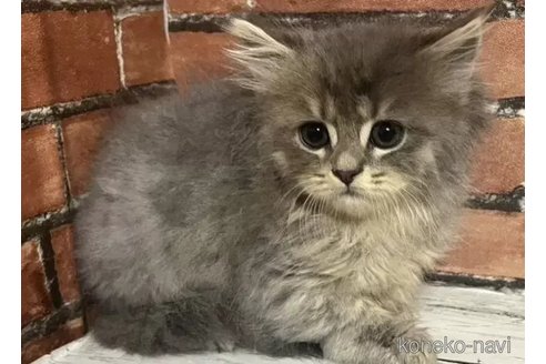 成約済の大阪府のブリティッシュロングヘア-91749の3枚目
