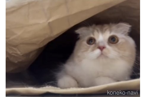 こはだちゃん1枚目