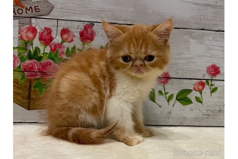 成約済の山梨県のエキゾチックショートヘア-91781の7枚目